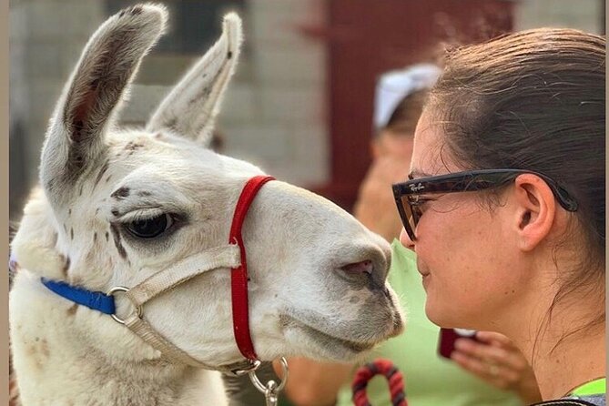 Llama/Alpaca Hike and Farm Tour - My practical verdict on Clover Brooke Farm