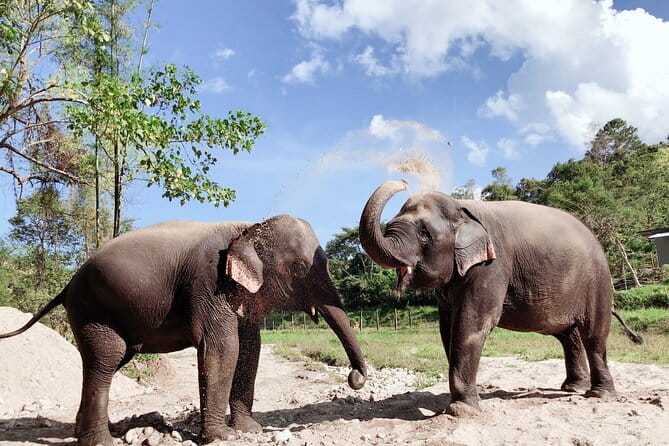 Local Farming Experience in Chiang Mai, Thailand - Meeting Riam, the Thai buffalo