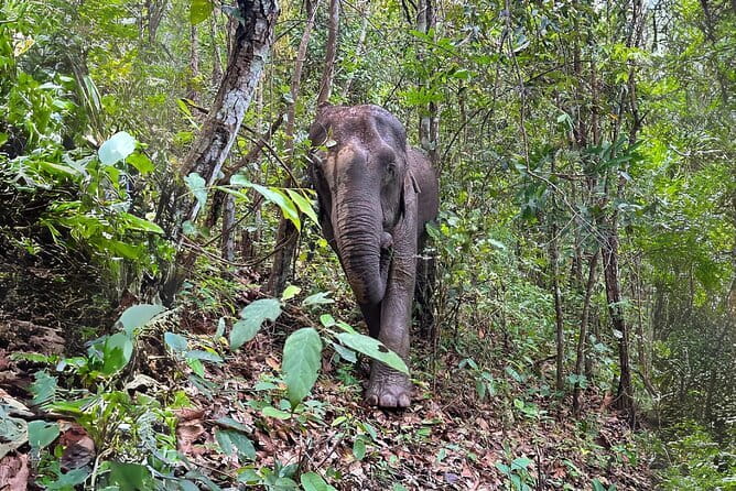 Local Farming Experience in Chiang Mai, Thailand - Practical advice before you go