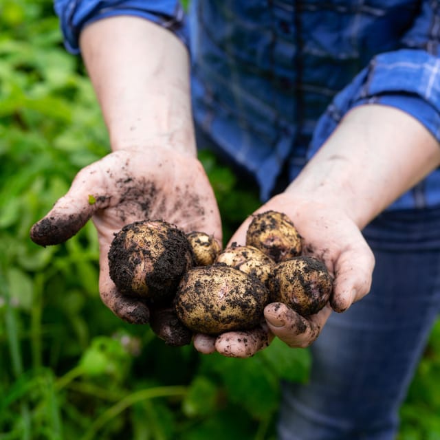 Lofoten (Stamsund and Leknes): Aimees Farm Experience - Five courses with a local chain behind every plate