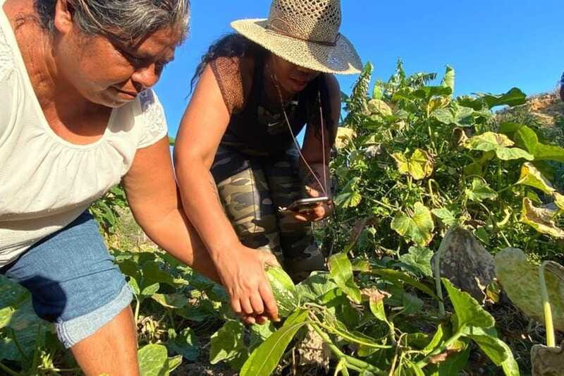 Los Cabos: Azteca Cactus Taco Farm to Table Cooking Class - Homemade tortillas and spicy salsa