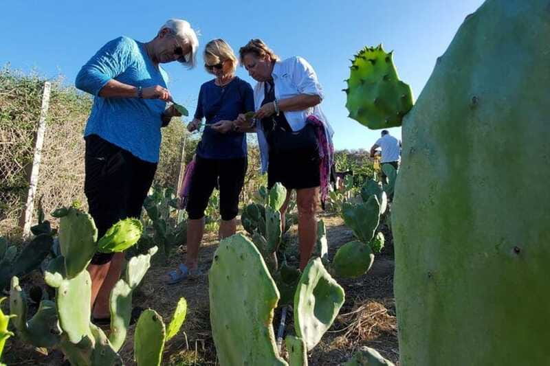 Los Cabos: Azteca Cactus Taco Farm to Table Cooking Class - Who will enjoy this experience most?