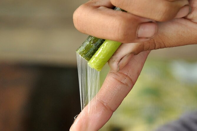 Lotus Silk Farm: Discover Learn and Experiment the Lotus Flower - Timing, Meeting Point, and Practical Details