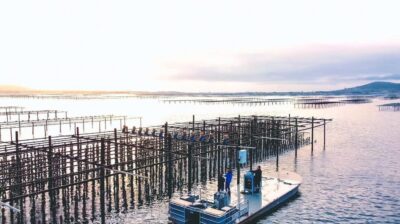 Loupian: Tour guide of our oyster farm and tasting