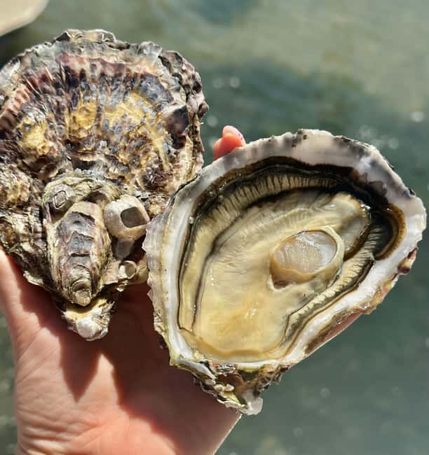 Loupian: Tour guide of our oyster farm and tasting - The oyster tasting and white wine