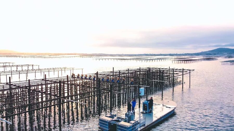 Loupian: Tour guide of our oyster farm and tasting - Starting at the Loupian oyster farm