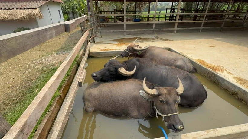 Luang Prabang: Farm Tour and Buffalo Buffet Adventure - The buffalo bath spa is the most playful stop