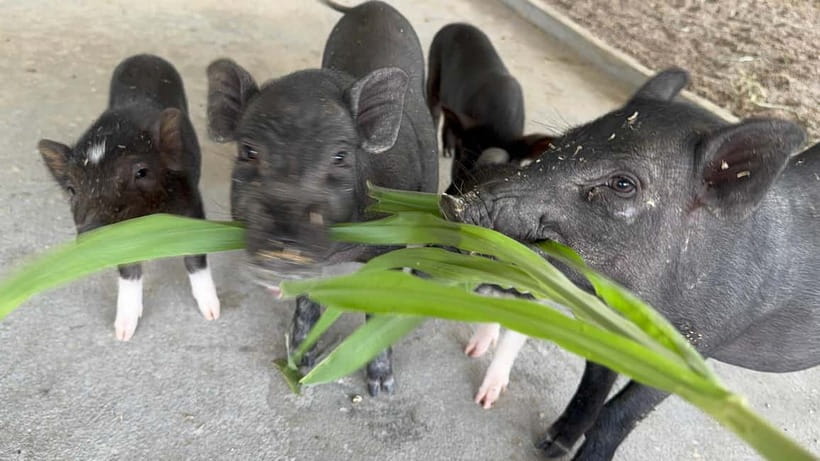 Luang Prabang: Farm Tour and Buffalo Buffet Adventure - What the 45-minute schedule really means