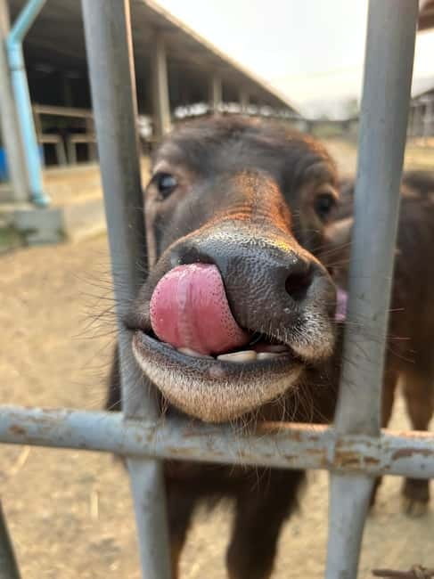 Luang Prabang: Farm Tour and Buffalo Buffet Adventure - Who will enjoy this farm visit most?