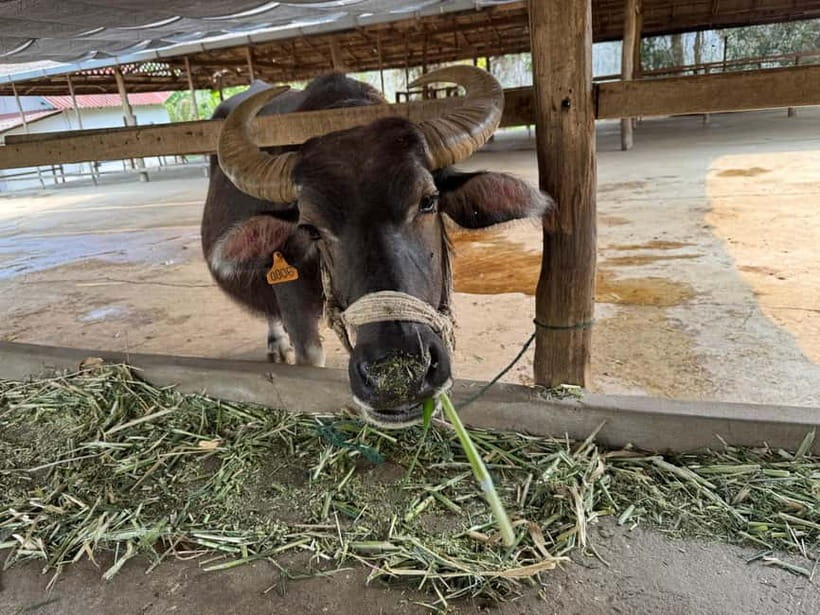 Luang Prabang: Farm Tour and Buffalo Buffet Adventure - Rabbits, pigs, and baby buffalo add variety