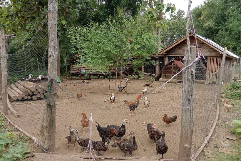 Luang Prabang: Organic Farm Experience & Hike to Kuang si - Key points to know before booking