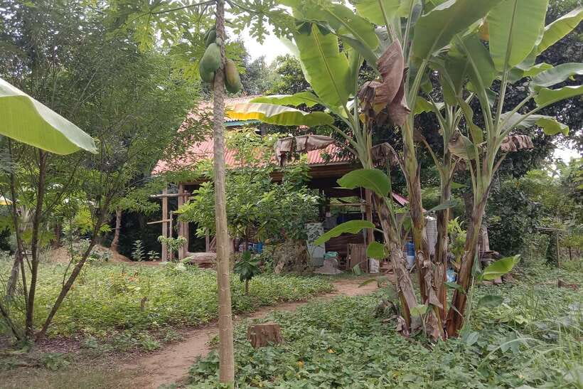 Luang Prabang: Organic Farm Experience & Hike to Kuang si - Choosing ingredients on a local family farm