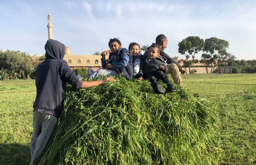 Luxor: Farm Tour 30 Hectares(Breakfast With Arabian Horses) - Key points at a glance