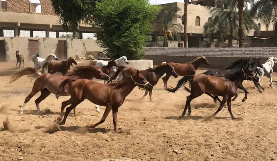 Luxor: Farm Tour 30 Hectares(Breakfast With Arabian Horses) - Pickup from Luxor and the trip to the West Bank
