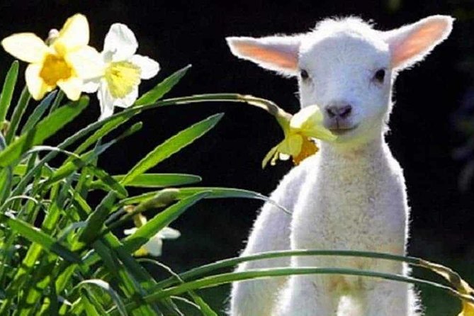 Lyttelton Cruise Excursions: Christchurch Sightseeing with Sheep Farm - Key things to know before you book
