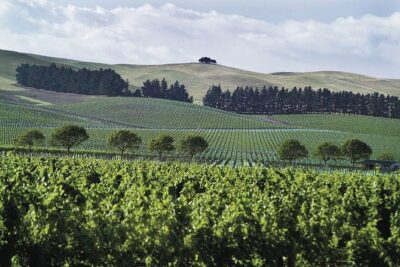 Lyttelton Cruise Excursions: Christchurch Sightseeing with Sheep Farm