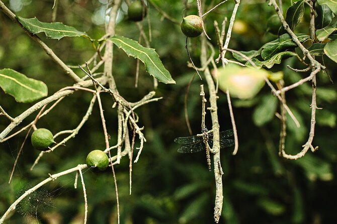Macadamias Australia Orchard Tour in Bundaberg - Cracking nuts and using the harvester
