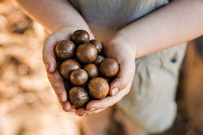 Macadamias Australia Orchard Tour in Bundaberg - Starting with the Steinhardt family story