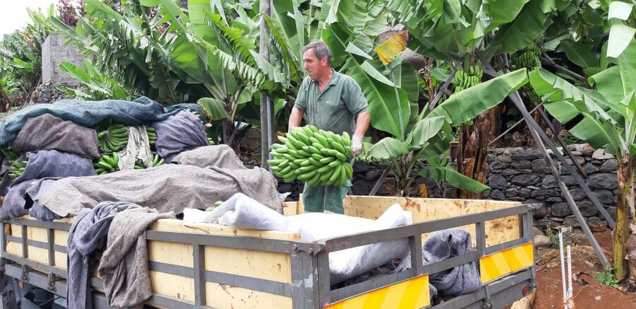 Madeira: Private Banana Farm Tour with Pickup - Why Madeira’s Bananas Are Worth a Short Tour