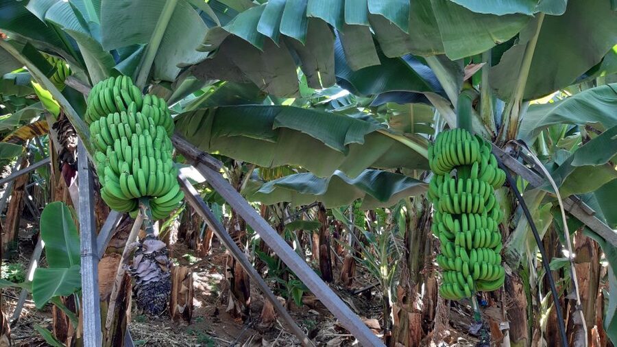 Madeira: Private Banana Farm Tour with Pickup - A Private Start With Pickup Around Funchal