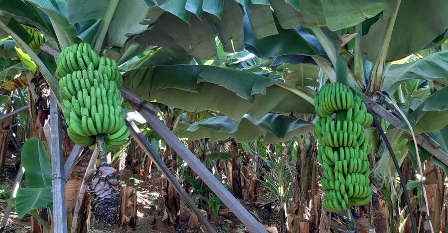 Madeira: Private Banana Farm Tour with Pickup - Learning the Banana’s Life Cycle