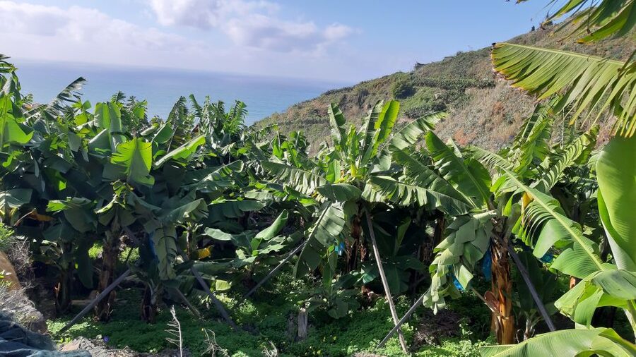 Madeira: Private Banana Farm Tour with Pickup - Practical Advice Before You Go