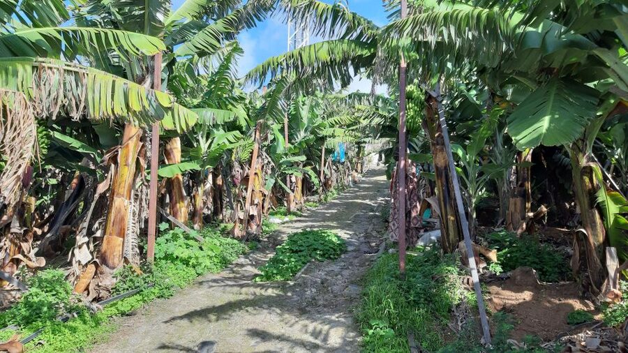 Madeira: Private Banana Farm Tour with Pickup - Should You Book the Madeira Banana Farm Tour?