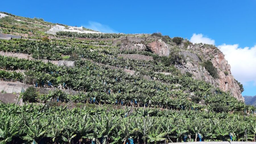 Madeira: Private Banana Farm Tour with Pickup - FAQ
