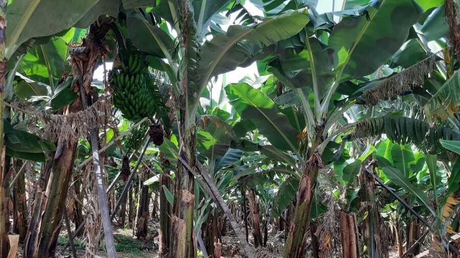 Madeira: Private Banana Farm Tour with Pickup - Walking Through a Madeira Banana Farm