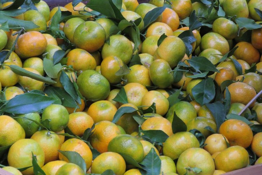 Madeira : Santo de Serra Local Farmers' Market half day trip - Key points before you book