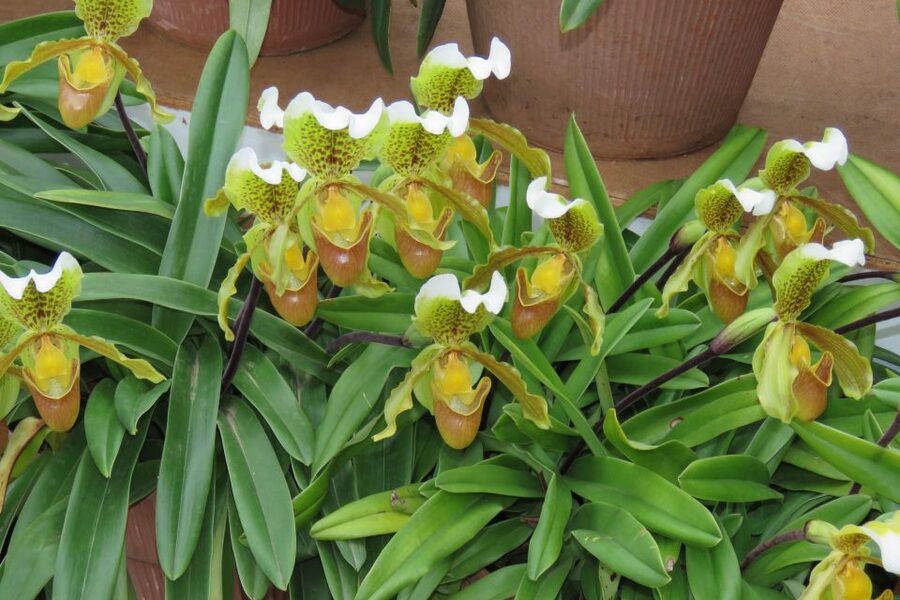 Madeira : Santo de Serra Local Farmers' Market half day trip - Guide quality can shape the whole outing