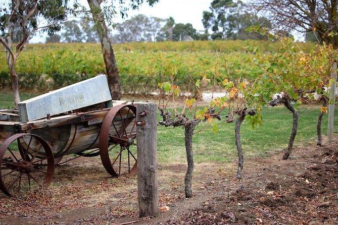 Maggie Beer Farm - Barossa Valley Regional Tour - Why this Barossa day feels different from a standard wine tour