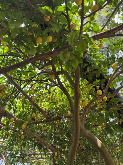 Maiori: Hiking Tour to A Lemon Farm with Lemon Tastings - Key points to know before booking