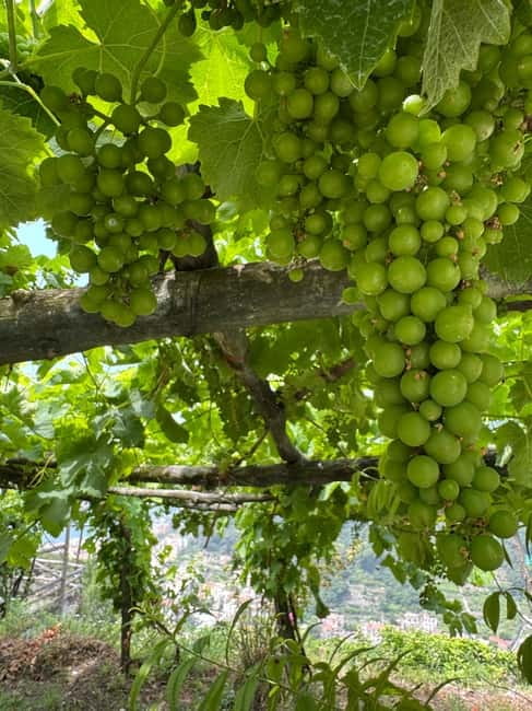 Maiori: Hiking Tour to A Lemon Farm with Lemon Tastings - Via San Pietro and the old washhouse
