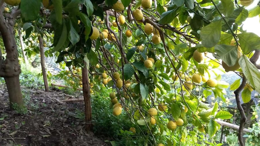 Maiori: Hiking Tour to A Lemon Farm with Lemon Tastings - Lemon tastings and local delicacies