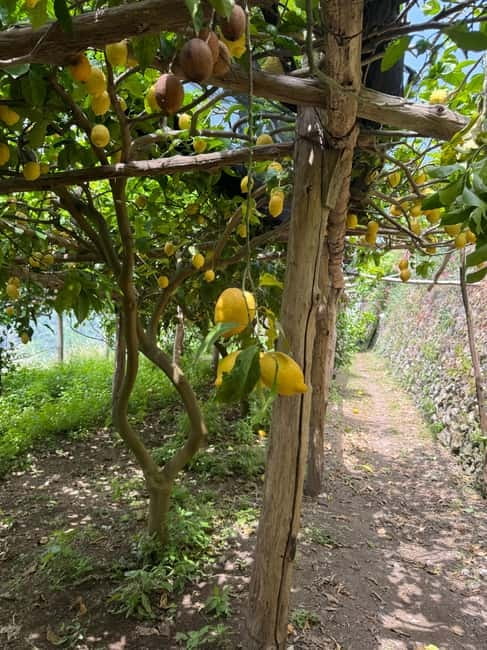 Maiori: Hiking Tour to A Lemon Farm with Lemon Tastings - Mezzacapo Palace Gardens and the first views