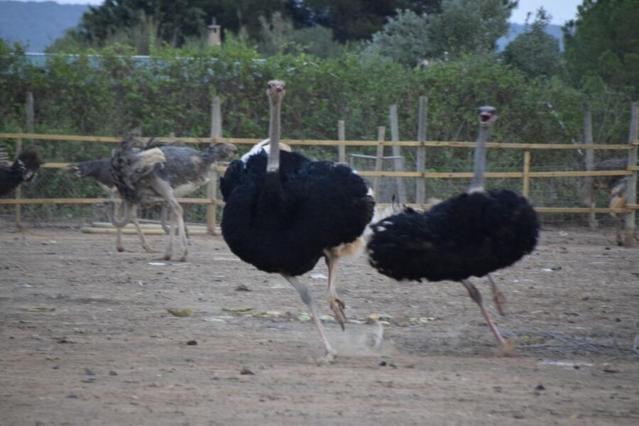Mallorca: Artestruz - Ostrich Farm Ticket Entrance - Key points to know before you go