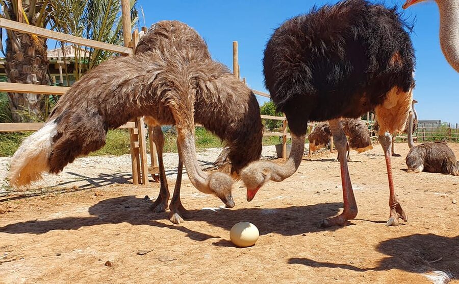 Mallorca: Artestruz - Ostrich Farm Ticket Entrance - Meeting the world’s biggest bird