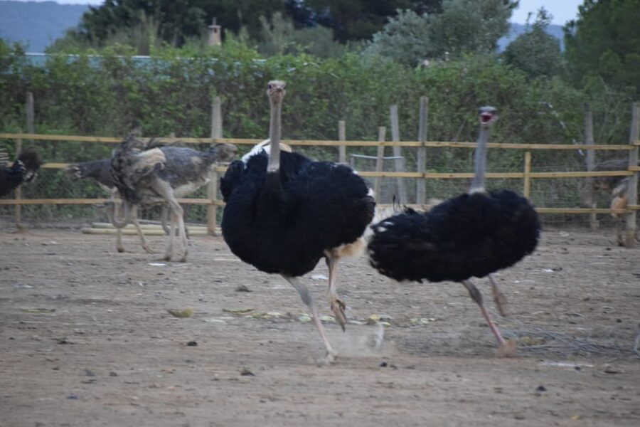 Mallorca: Artestruz - Ostrich Farm Ticket Entrance - Ostrich eggshell crafts and farm production