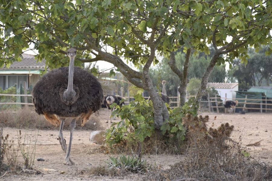 Mallorca: Artestruz - Ostrich Farm Ticket Entrance - How long should you allow?