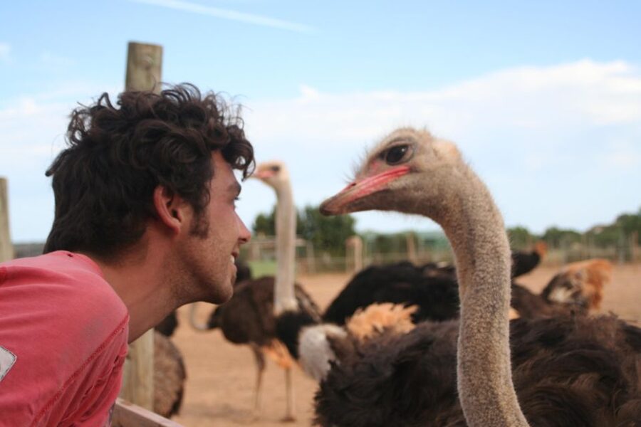 Mallorca: Artestruz - Ostrich Farm Ticket Entrance - Who will enjoy Artestruz most?