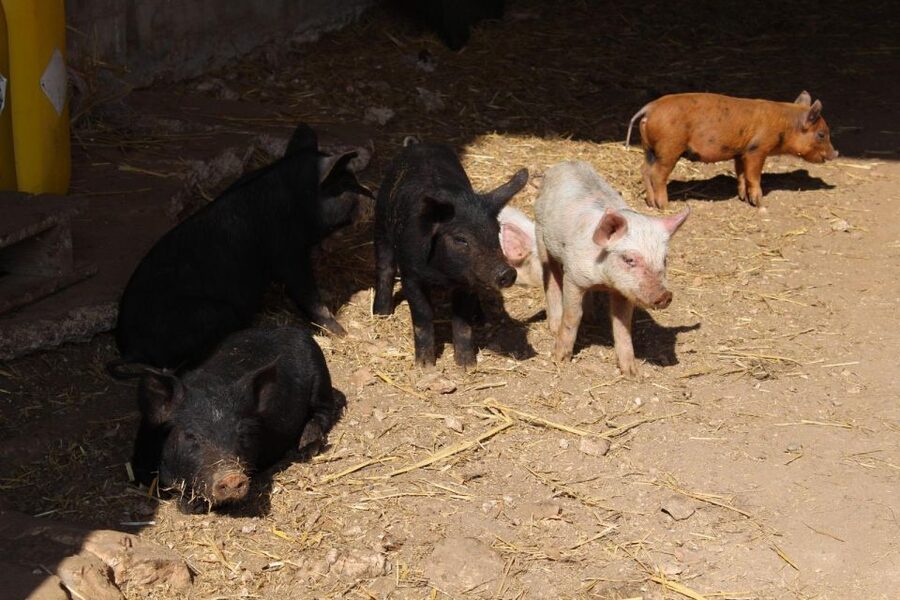 Martina Franca: E-bike farm tour & cheese tasting - A Cow Farm And A Small Cheese Tasting