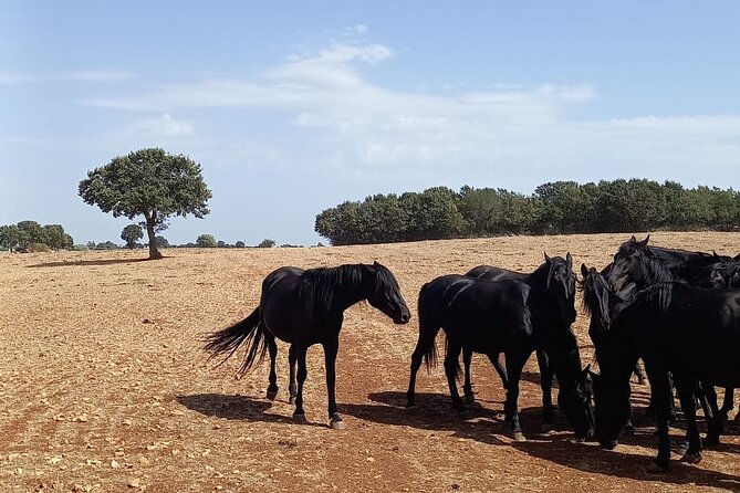 Martina Franca e-Bike tour . Visit a breeding and a dairy farm - Starting in Martina Franca with an easy electric bicycle