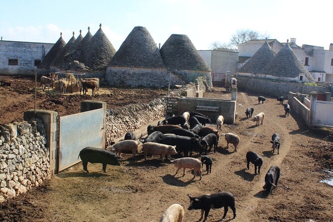 Martina Franca e-Bike tour . Visit a breeding and a dairy farm - Meeting Murgese horses and black Puglia pigs