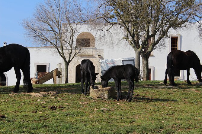 Martina Franca e-Bike tour . Visit a breeding and a dairy farm - The dairy farm and a taste of local cheese