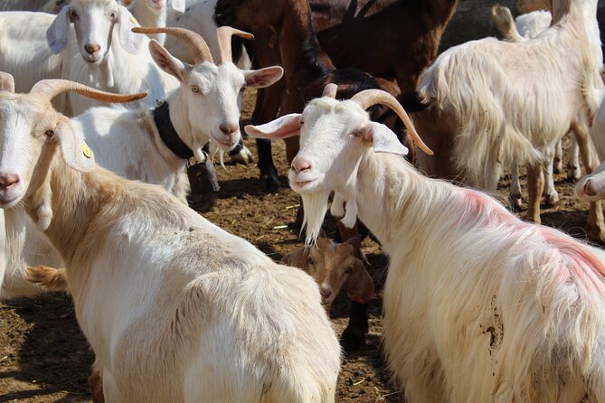 Martina Franca e-Bike tour . Visit a breeding and a dairy farm - Two hours in the Itria Valley