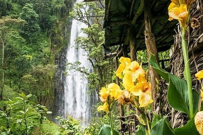 Materuni Waterfalls & Coffee Farm Tour - Why Materuni Makes a Good Half-Day Trip From Moshi