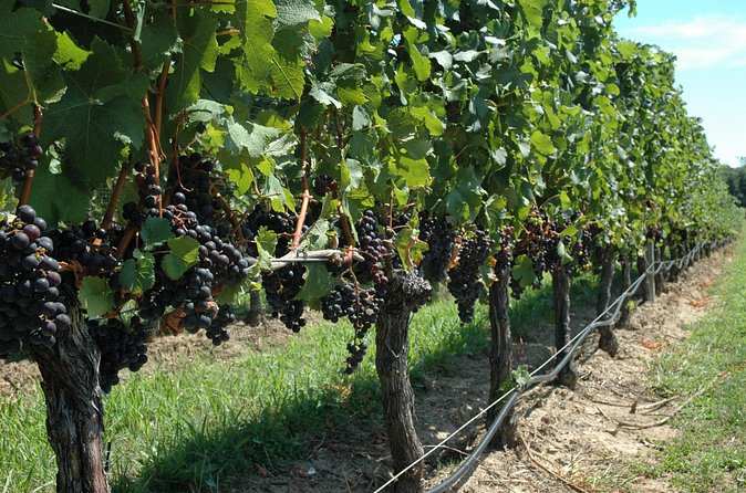 Mattituck New York Guided Farm and Wine Country Bike Tour - The North Fork farm stand