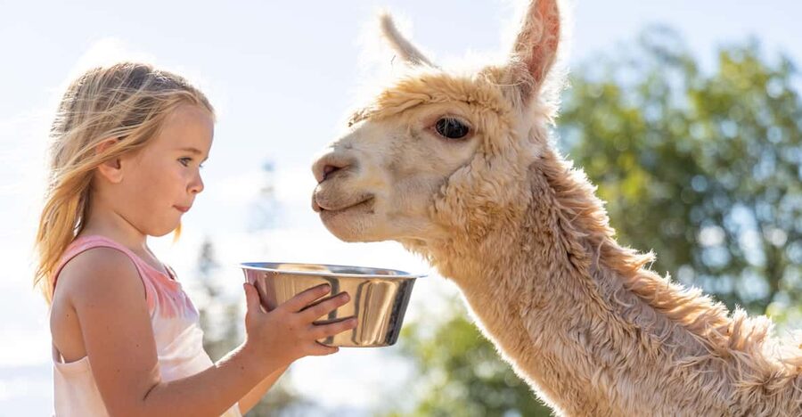 Maui: Alpaca Farm Visit with Hands-On Activities - Key points to know before you go