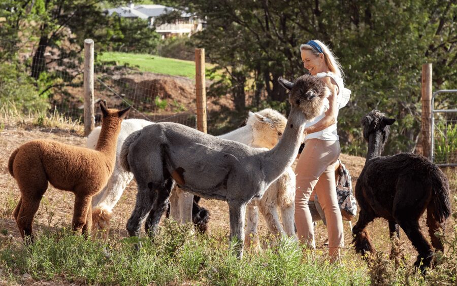 Maui: Alpaca Farm Visit with Hands-On Activities - The feel of the experience